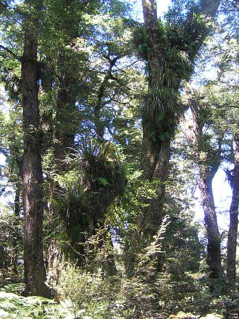 NZ leden-unor 2006 254.jpg